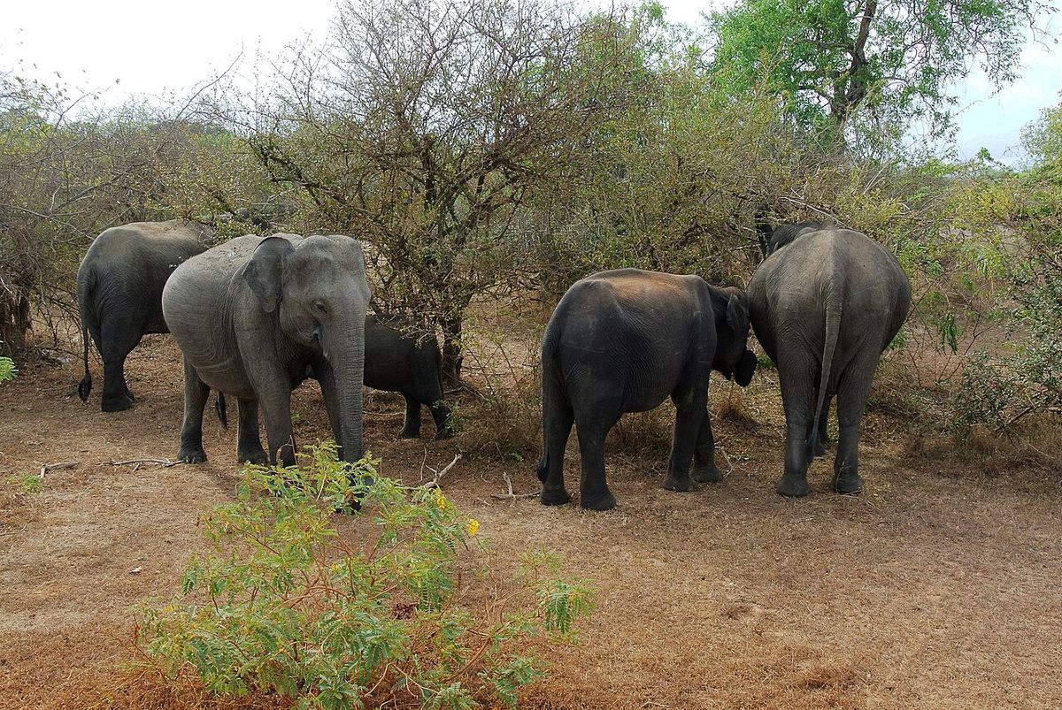Yala Wildlife Safari