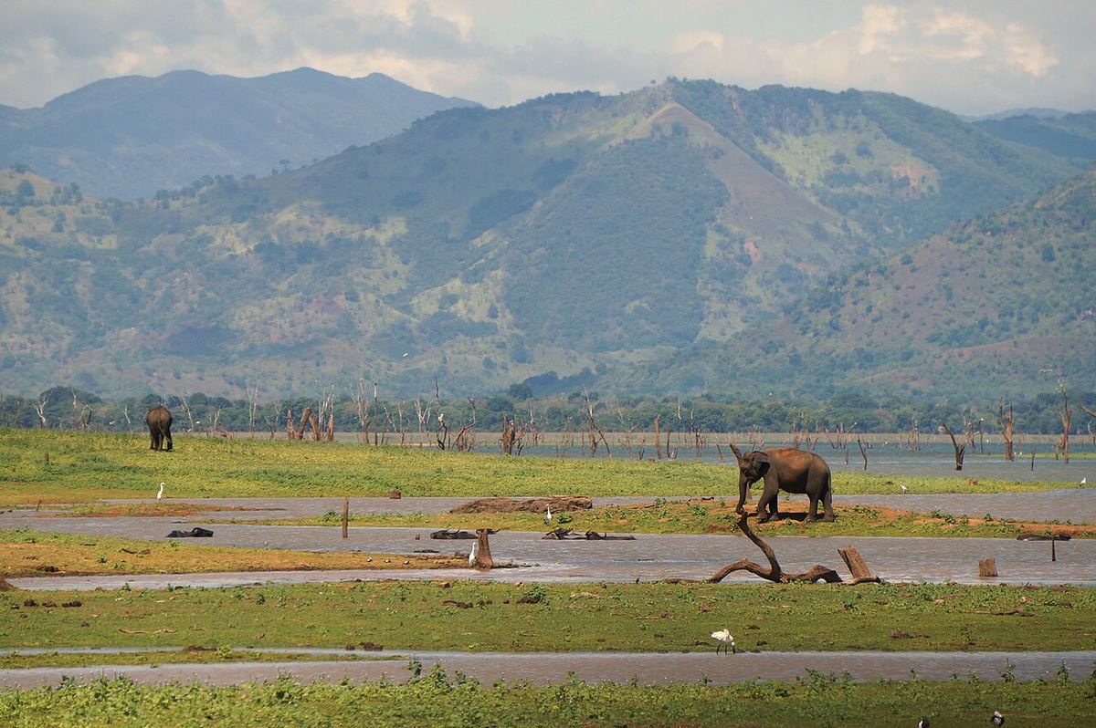 Udawalawe Elephant Safari