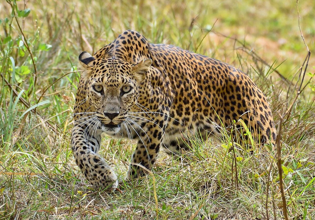 Wilpattu National Park