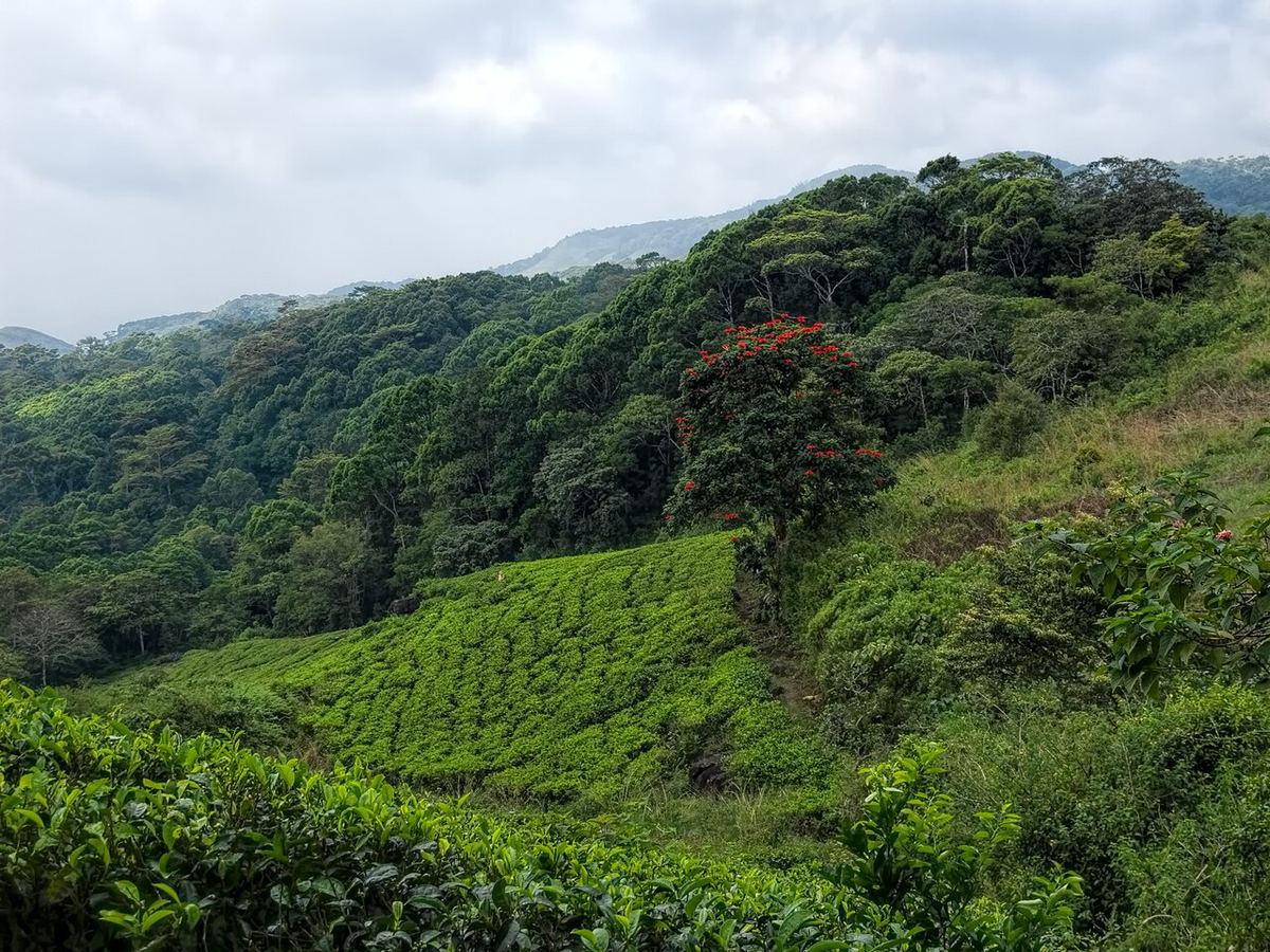 Sinharaja Rainforest Trek
